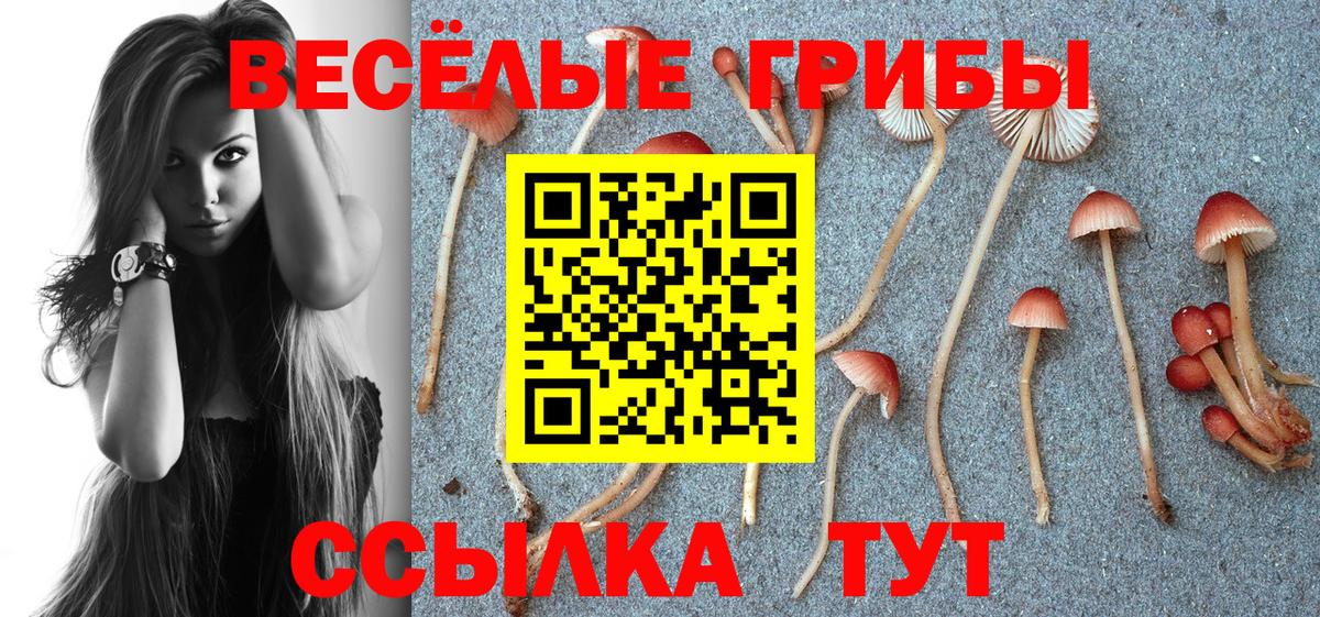 Псилоцибиновые грибы Cubensis Чистополь
